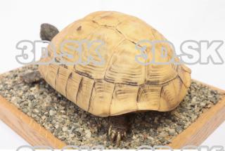 turtle 0061